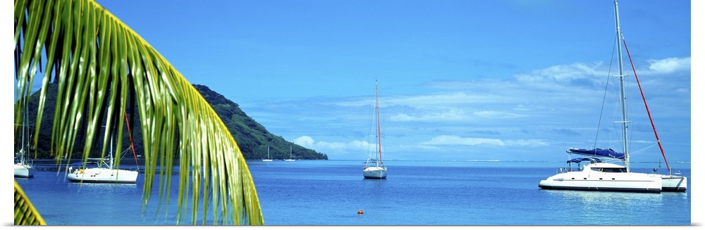 Sailboats in the ocean, Tahiti, Society Islands, French Polynesia