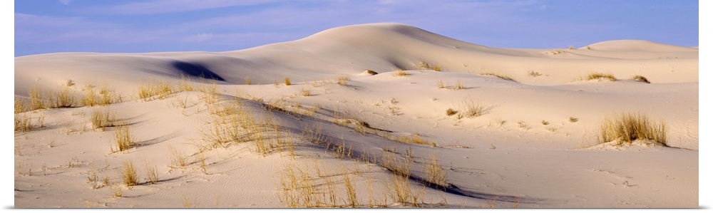 Sand dunes Monahans Sandhills State Park TX