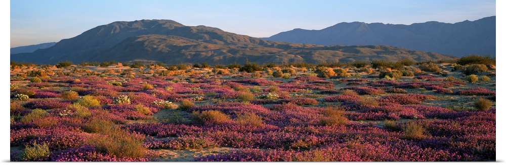 Sand Verbena and Primrose Anza Borrego Desert State Park CA