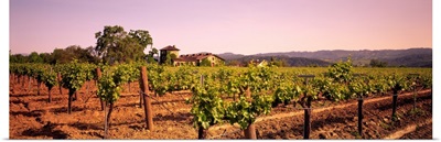 Sattui Winery St Helena CA