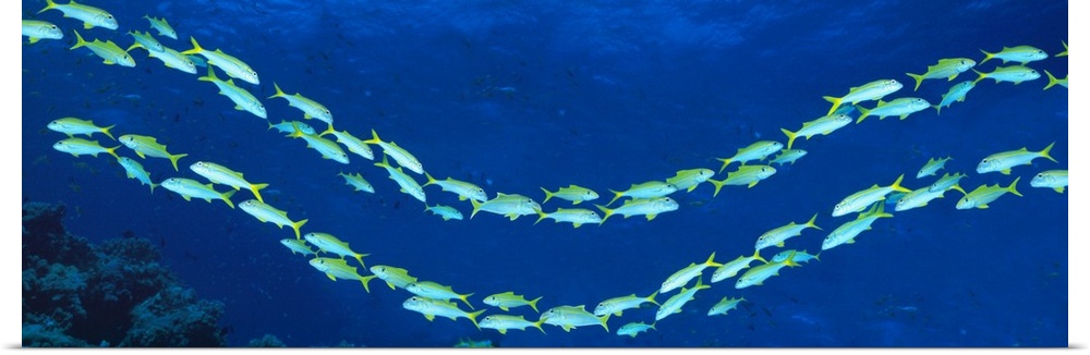 Panoramic photograph shows a couple groups of gilled marine animals swimming in opposite directions through the clear wate...