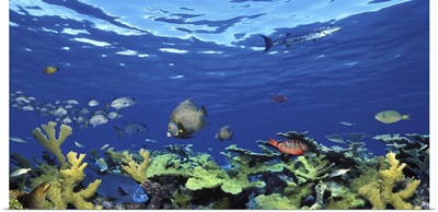 School of fish swimming in the sea, Digital Composite