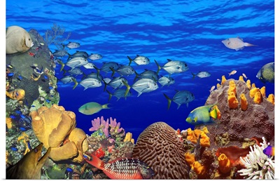 School of fish swimming near a reef
