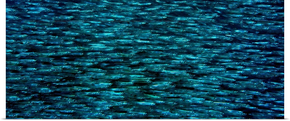 Big, horizontal photograph of a massive school of Silverside fish, gleaming as they swim in the water.