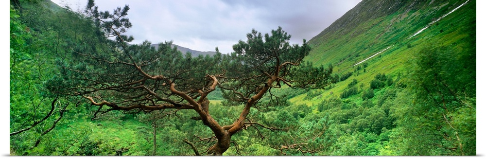 Scots Pine trees on a mountain, Glen Nevis, Highlands Region, Scotland