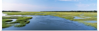 Sea grass in the sea, Atlantic Coast, Jacksonville, Florida
