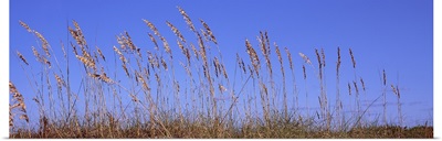 Sea oat grass on the beach, Atlantic Ocean Beach, East Coast, Florida