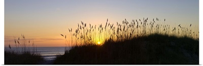 Sea oat grass on the coast, Florida
