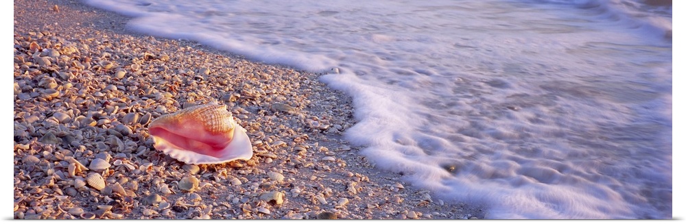 A panoramic image of a single conch shell sitting on a shell and rocky beach as foamy seas break on the shore.