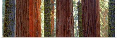 Sequoia Grove Sequoia National Park CA