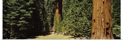 Sequoia National Park CA