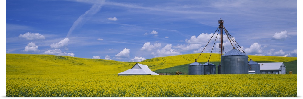 Shed in a mustard field, Colfax, Washington State