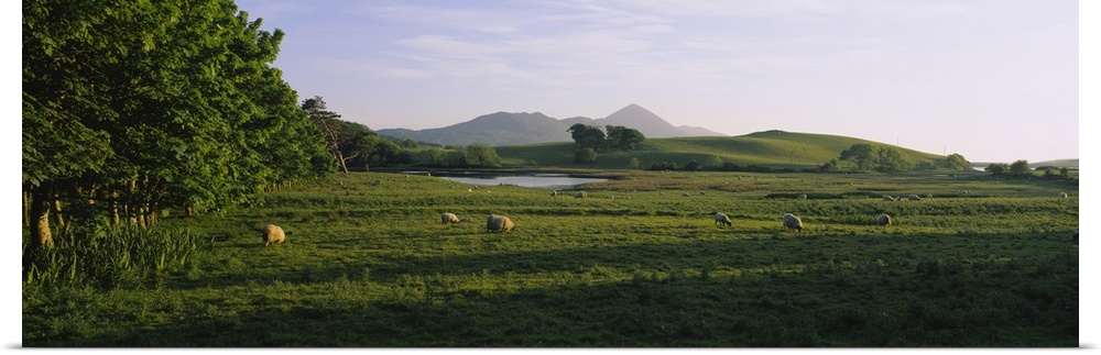 Sheep grazing in a field, Republic of Ireland