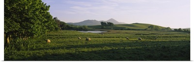 Sheep grazing in a field, Republic of Ireland