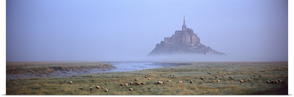 Sheep grazing in meadow at morning, Mont Saint Michel, Normandy, France