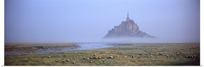 Sheep grazing in meadow at morning, Mont Saint Michel, Normandy, France