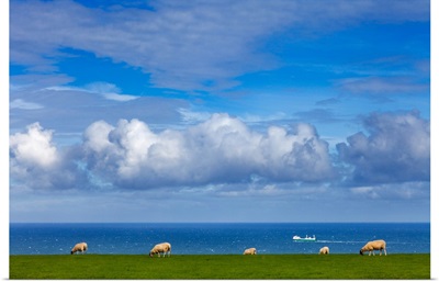 Sheep Grazing On The North Yorkshire And Cleveland Heritage Coast, England