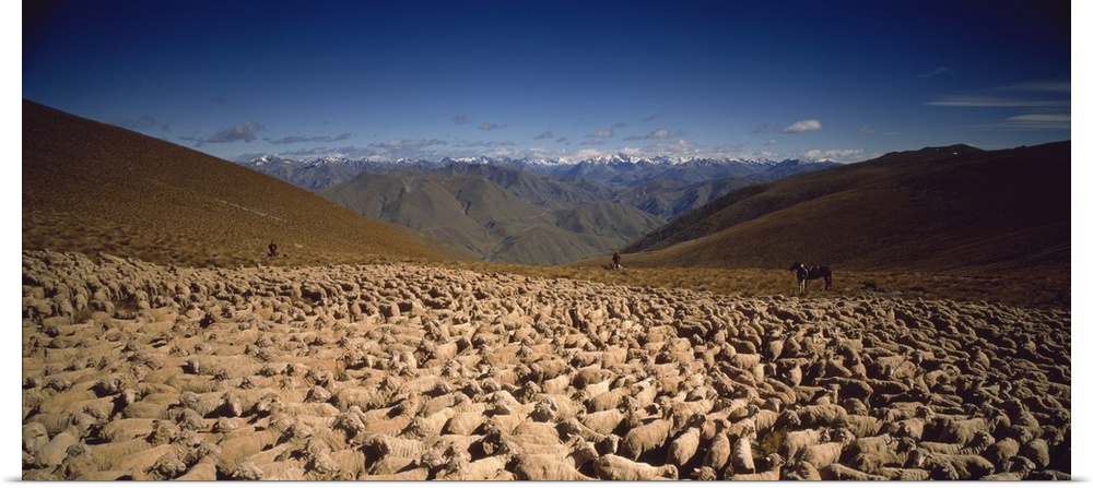 Sheep Otago New Zealand