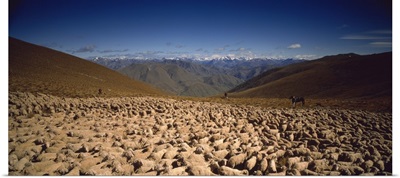 Sheep Otago New Zealand
