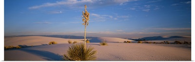 Shrubs in the desert, White Sands National Monument, New Mexico