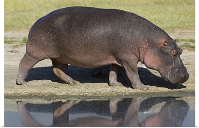 Side profile of a hippopotamus walking, Ngorongoro Crater, Ngorongoro Conservation Area, Tanzania (Hippopotamus amphibius)
