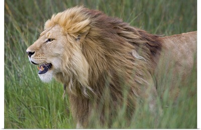 Side profile of a lion in a forest, Ngorongoro Conservation Area, Tanzania (panthera leo)