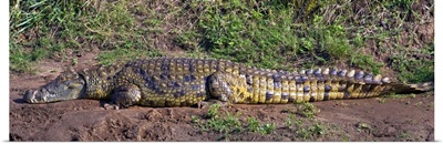 Side profile of a Nile Crocodile (Crocodylus Niloticus), Masai Mara National Reserve, Kenya