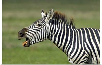 Side profile of a zebra braying, Ngorongoro Conservation Area, Arusha Region, Tanzania (Equus burchelli chapmani)
