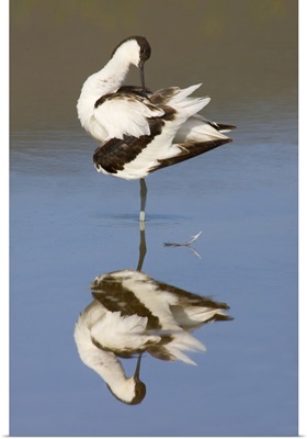Side profile of an avocet standing in a lake, Ngorongoro Crater, Ngorongoro Conservation Area, Tanzania
