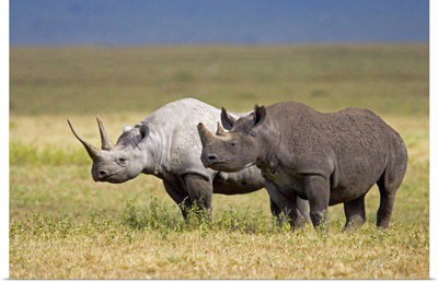 Side profile of two Black rhinoceroses standing in a field, Ngorongoro Crater, Ngorongoro Conservation Area, Tanzania (Diceros bicornis)