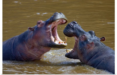 Side profile of two Hippopotamus (Hippoptamus Amphibious) fighting, Masai Mara National Reserve, Kenya