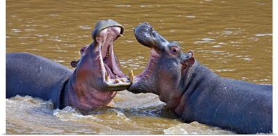 Side profile of two Hippopotamus (Hippoptamus Amphibious) fighting, Masai Mara National Reserve, Kenya