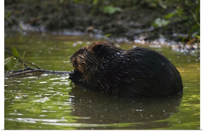 Side view of american beaver (Castor canadensis) gnawing on branch in pond, North Carolina