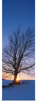 Silhouette of a bare tree at dusk, Grand Rapids, Kent County, Michigan
