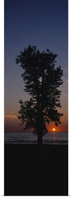 Silhouette of a cotton wood tree at sunrise, Lake Erie, Michigan