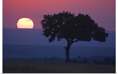Silhouette of a tree at dawn, Masai Mara National Reserve, Kenya