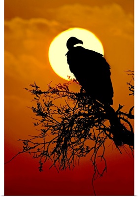 Silhouette of a Vulture perching on a tree, Masai Mara National Reserve, Kenya