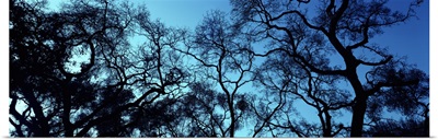 Silhouette of an Oak tree, Oakland, California