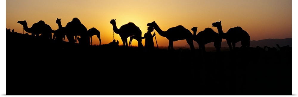 Silhouette of camels in a desert, Pushkar Camel Fair, Pushkar, Rajasthan, India