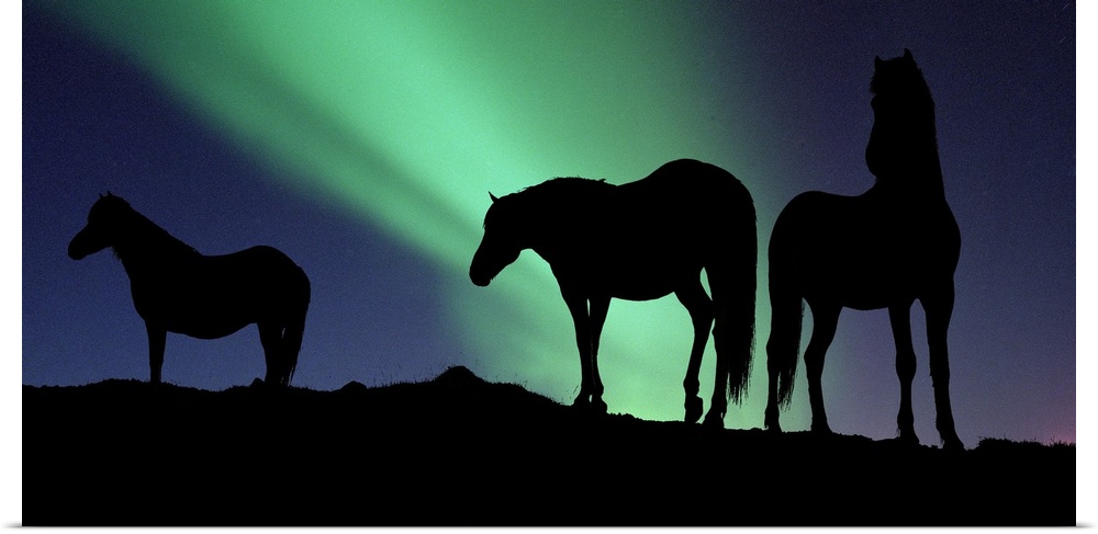 Large, horizontal photograph of the silhouettes of three horses standing on a hill, in front of the Northern Lights in the...