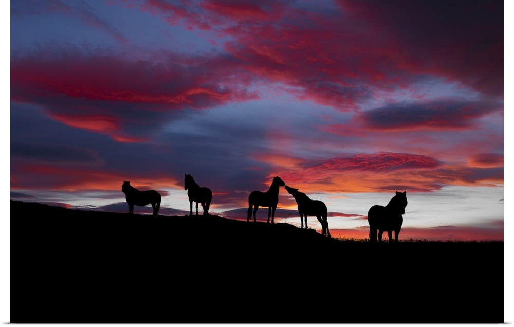 Five horses stand together on the ridge of a hill at sunset in this landscape photograph.