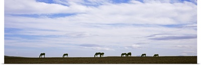 Silhouette of horses in a field, Montana