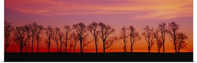Silhouette of Locus trees in a countryside, Strasburg, Pennsylvania, (Robinia pseudoacacia)