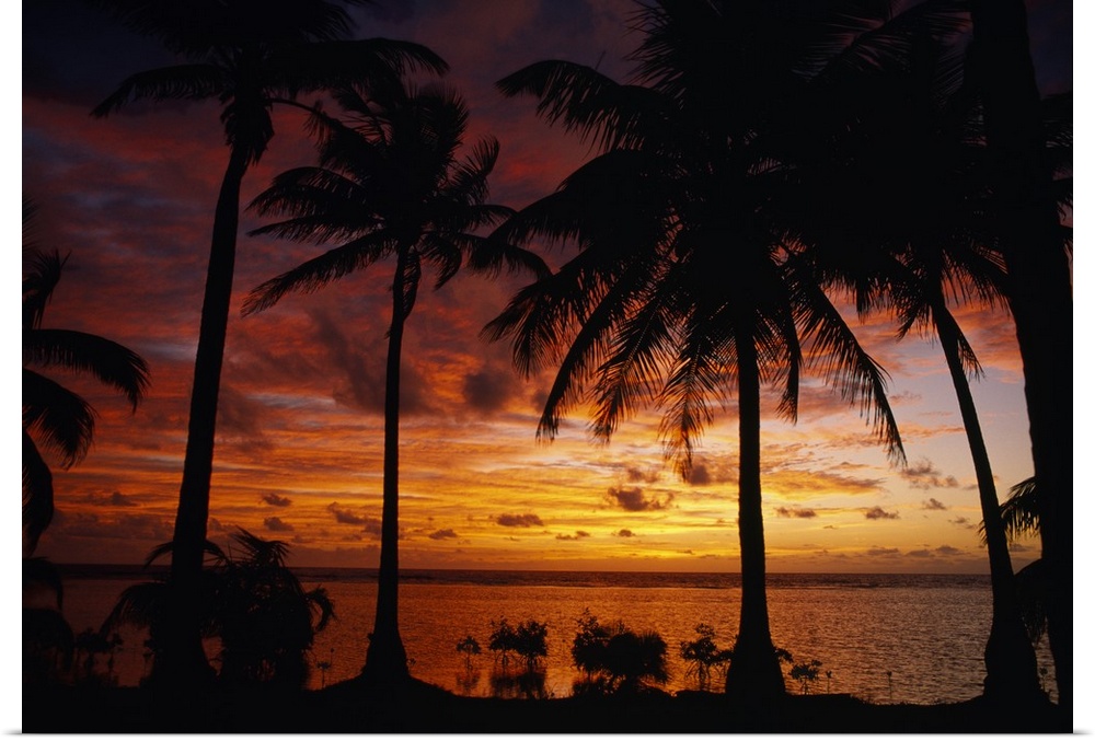 Silhouette of palm tree on the coast at sunrise, Barrier Reef, South Water Caye, Belize