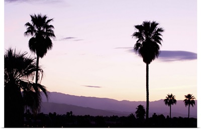 Silhouette of palm trees at dusk, Palm Springs, Riverside County, California