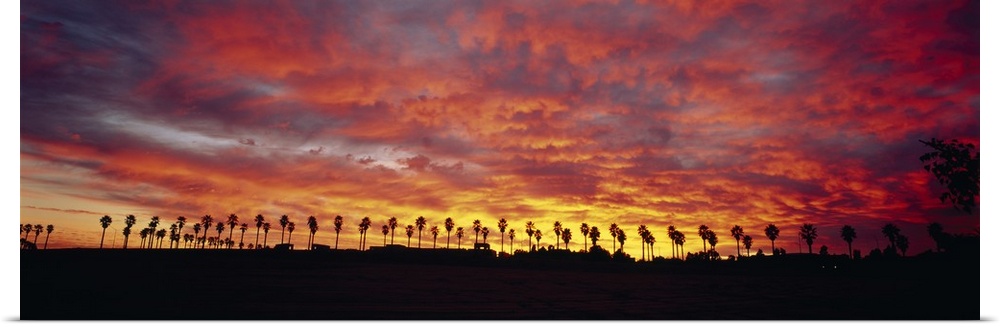 Wide angle photograph of a large line of palm trees silhouetted buy the morning sun, beneath a sky of vibrant, billowing c...