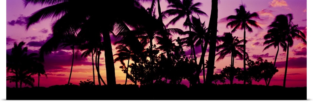 Oversized, landscape photograph of a vivid sunset in Ko Olina, Oahu, Hawaii, with the silhouettes of many palm trees in th...