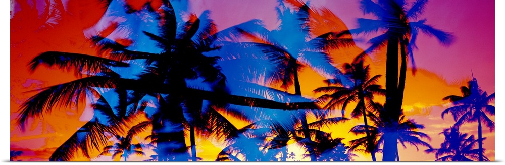 Composite photo of several colored silhouettes of palm trees overlaid on each other, creating a colorful splash effect.