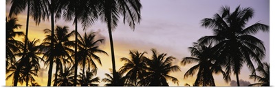 Silhouette of palm trees at sunset, Pigeon Point Beach, Tobago, Trinidad and Tobago, West Indies, Caribbean, Central America