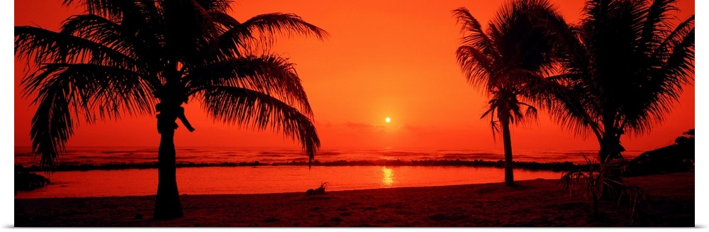 Trees growing on the tropical shore in sunset light on this panoramic photograph.